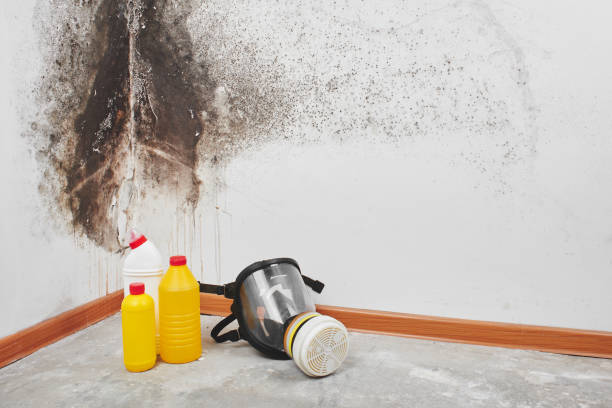 Best Kitchen Mold Remediation in Houston, MS