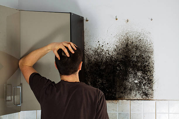 Professional Mold Remediation in Houston, MS